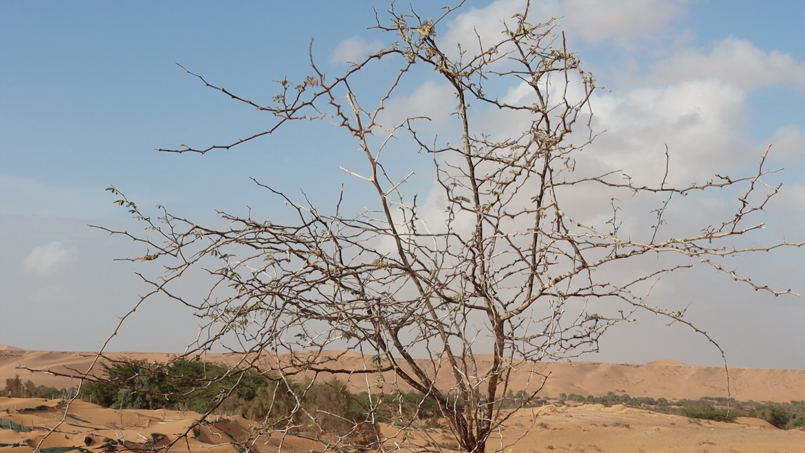 TMG Organic Knowledge singer(1).png